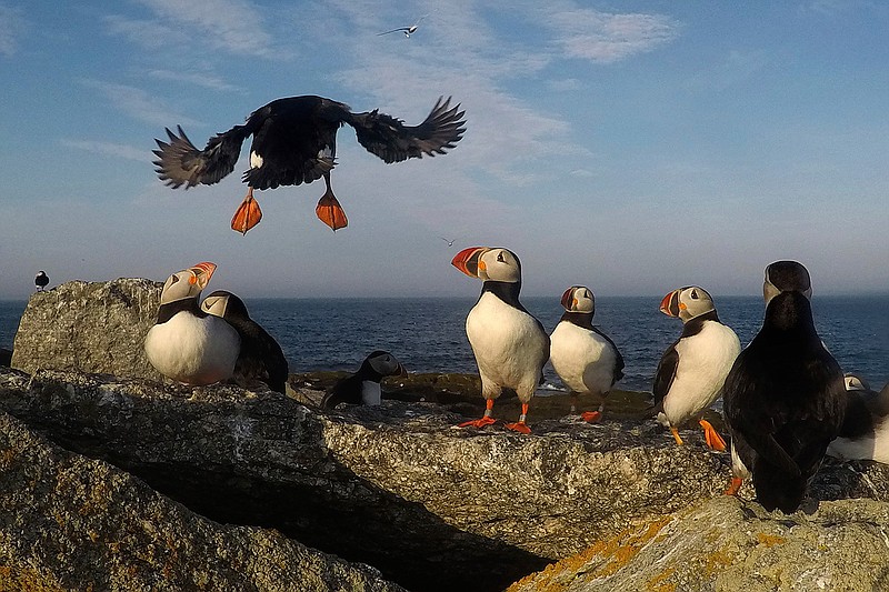 In this Sunday, July 21, 2019 photo, an Atlantic puffin comes in for a landing on Eastern Egg Rock, a small island off the coast of Maine. One of the most beloved birds in Maine is having one of its most productive seasons for mating pairs in years on remote islands off the state's coast. (AP Photo/Robert F. Bukaty)