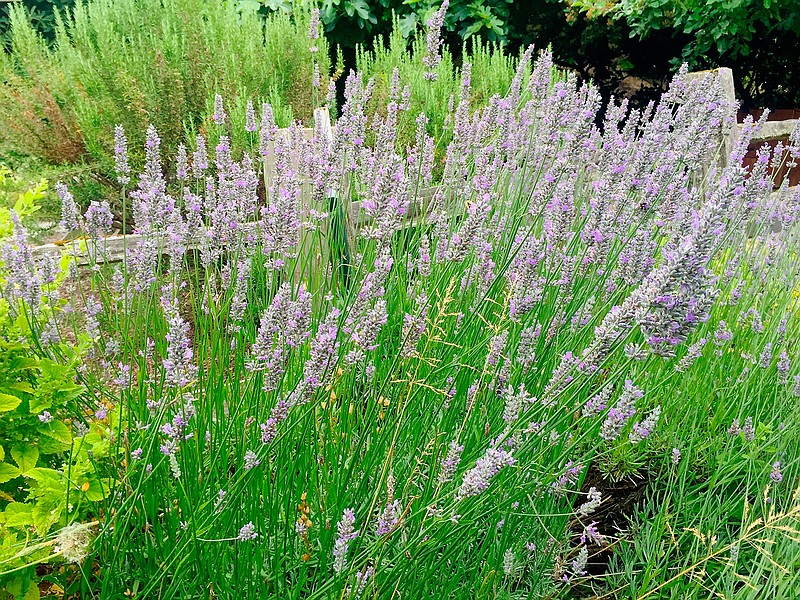 This lavender shrub, photographed July 15, 2019, growing in a yard near Langley, Wash., is among the herbs and ornamental flowers scientifically proven to naturally deter troublesome insects but biochemists generally don't believe they're very effective. (Dean Fosdick via AP)