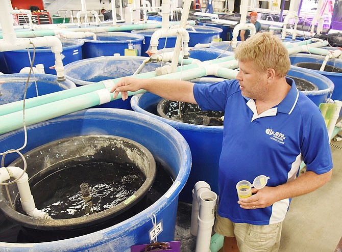 Lincoln University professor Jim Wetzel demonstrates the process of training fish to eat when they are out of their natural habitat. Bass in these tanks are in feeding training so they can be raised in containment to a certain size for human consumption. 