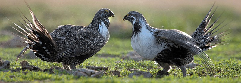 Two sage grouse roosters challenge each other for hens March 25, 2007, in Rockland, Idaho. Idaho's sage grouse numbers have dropped 52% since the federal government decided not to list the birds as an endangered species in the fall of 2015.