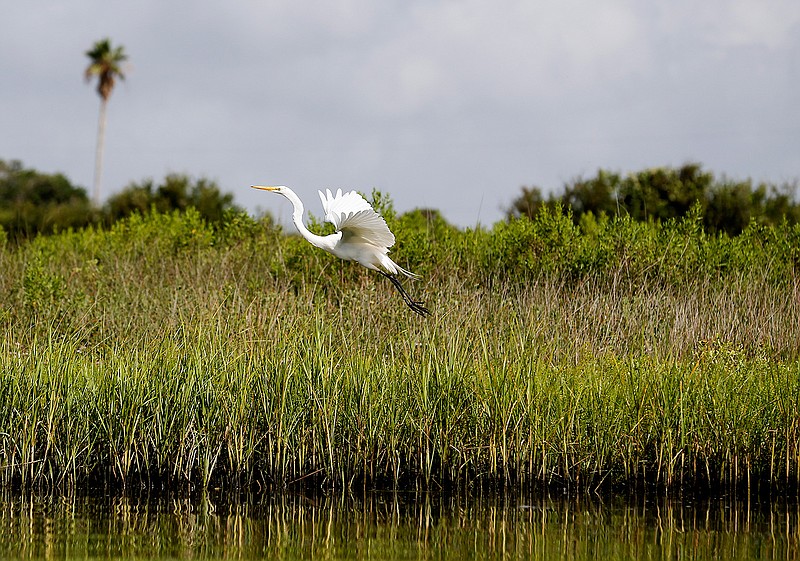  A great egret takes off from a coastal prairie area along a slough June 28 in Galveston, Texas. Artist Boat, a group of conservationists, has been working with preserving the prairie coastline and natural space in Galveston.