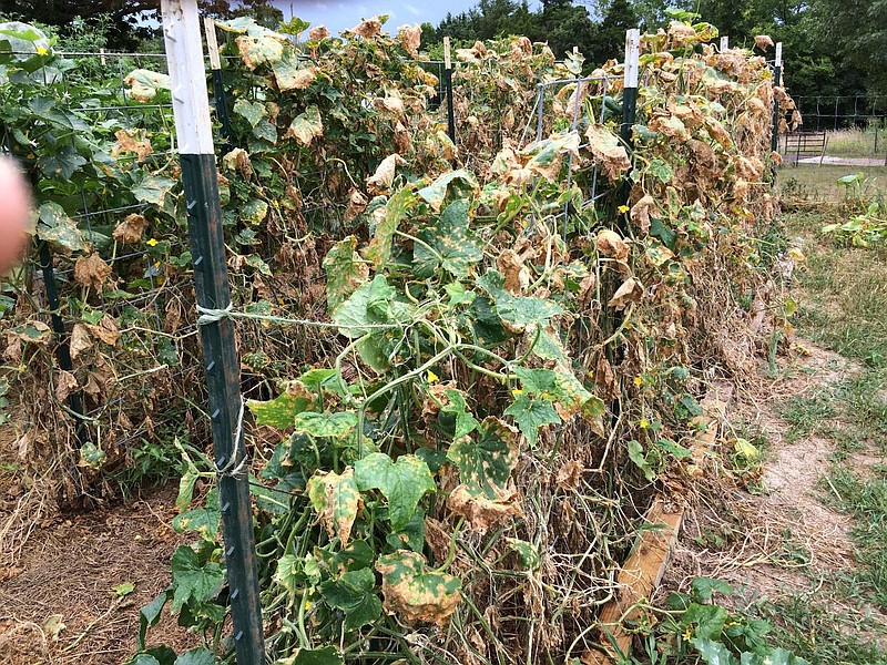 <p>Photo by Charles Bernskoetter</p><p>A foliar disease is killing these cucumbers. Applying a mix of two fungicides may salvage these plants so additional cucumbers can be enjoyed.</p>