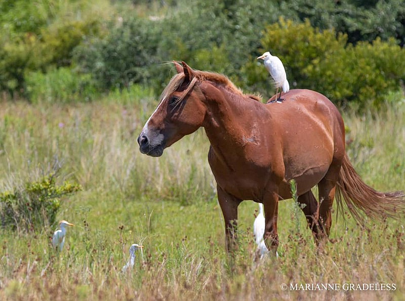 Amadeo Jr., one of the Outer Banks horses, and cattle egrets that eat the bugs and other things stirred up by the horses. (Marianne Gradeless/Corolla Wild Horse Fund)