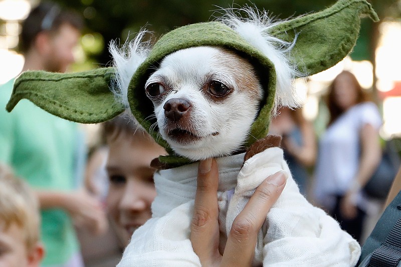 A dog dressed as Yoda from "Star Wars" won the cosplay costume contest award at Doggy Con in Woodruff Park, Saturday, Aug. 17, 2019, in Atlanta. Cosplay is the practice of dressing up like a fictional character. (AP Photo/Andrea Smith)