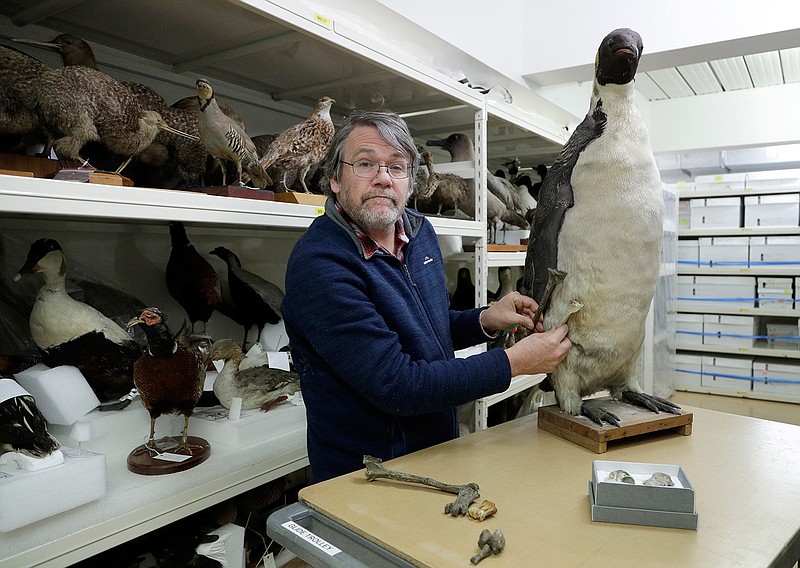 Dr. Paul Scofield, senior curator natural history at Canterbury Museum, holds the fossil, a tibiotarsus, top, next to a similar bone of an Emperor Penguin in Christchurch, New Zealand, Wednesday, Aug. 14, 2019. Scientists in New Zealand say they've found fossilized bones from an extinct monster penguin that was about the size of a human and swam the oceans some 60 million years ago. (AP Photo/Mark Baker)