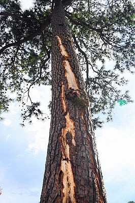 A pine tree is stripped of bark after being struck by lightning on the course at East Lake Golf Club during Saturday's third round of the Tour Championship in Atlanta.