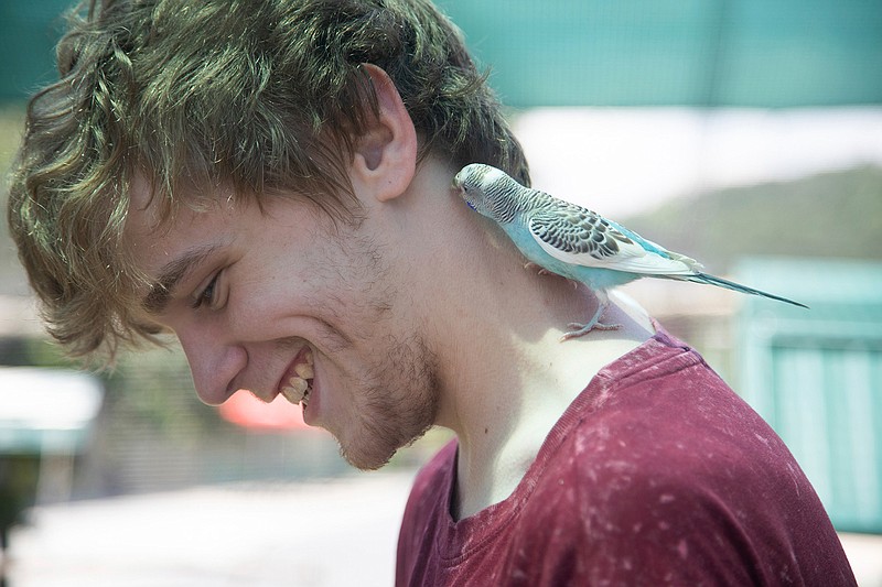 Keegan Condon smiles as a budgie bird lands on his neck on Wednesday, July 31, 2019 at Virginia Safari Park in Natural Bridge, Va.  Visitors can feed about 2,000 animals from around the world while driving over 3 miles of gravel roads that wind through the park. Ostriches and Watusi from Africa; emus from Australia; llamas from South America; elk and bison from North America; and a variety of deer from Asia and Europe freely roam through the property, coming up to vehicles to eat from buckets of feed that can be purchased at the park's entrance. (Emily Elconin/The News & Advance via AP)