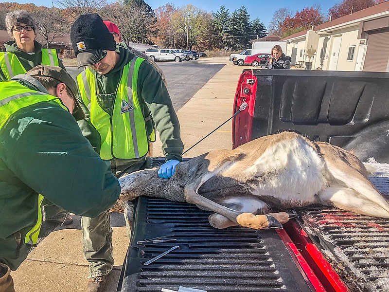 Deer are tested in Jefferson City for chronic wasting disease on the first day of the firearms hunting season.