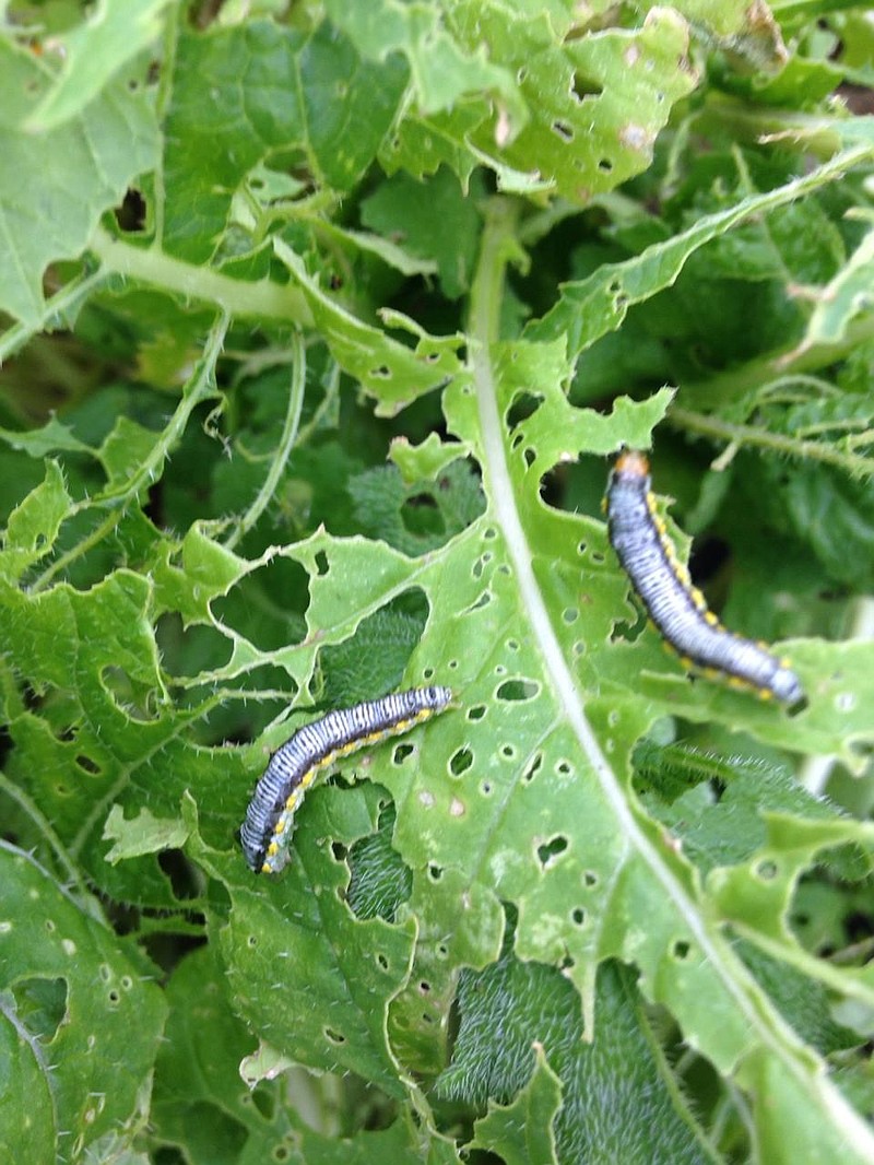 <p>Photo submitted by Debbie Hartman</p><p>This caterpillar is the cross-striped cabbageworm, Evergestis rimosalis (Guenée) (family Crambidae), a minor and not often seen pest of Cole crops.</p>