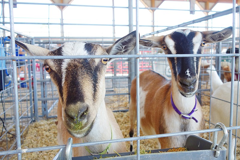 Are these the ideal yoga companions? Find out Saturday at the YMCA during a free, open-to-the-public goat yoga class.