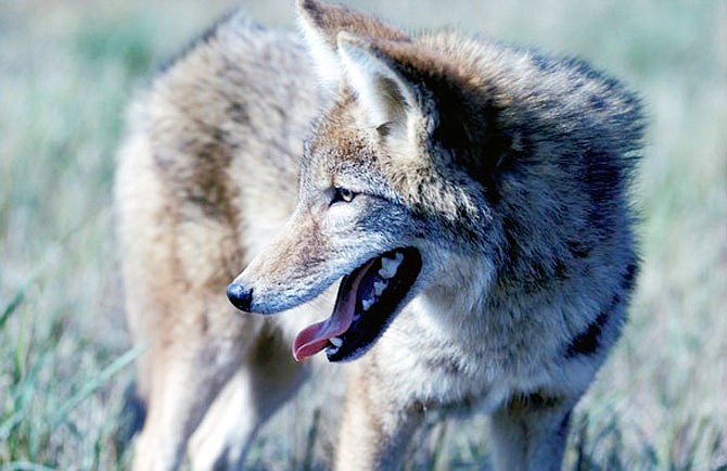 The Missouri Department of Conservation is considering revised regulations allowing landowners and landowner representatives to use thermal imagery to address damage caused by nuisance wildlife, such as coyotes.