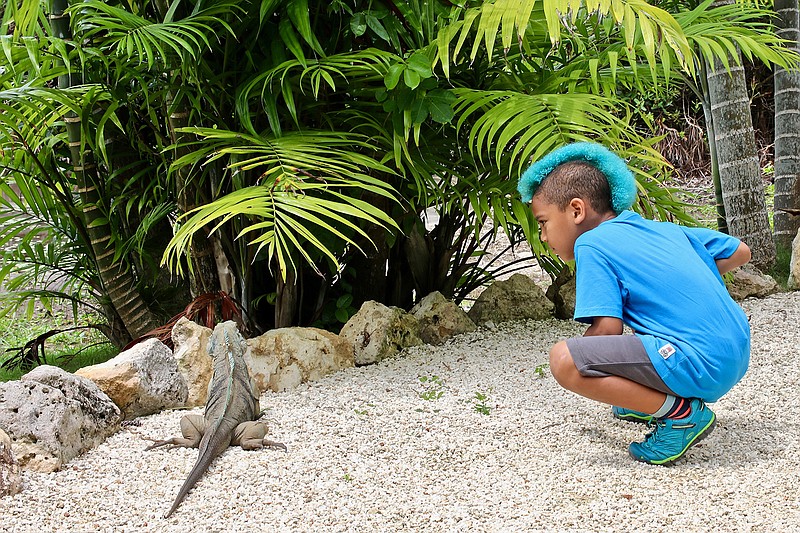 The Queen Elizabeth II Botanic Park on Grand Cayman offers visitors a chance to get a close look at the island's native blue iguana. (Photo for The Washington Post by Nevin Martell)