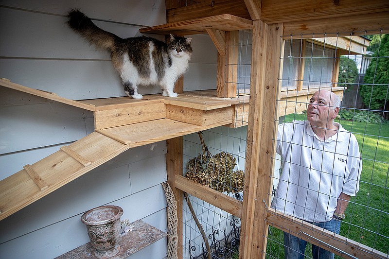 David Kronfeld watches as Coco makes her way through her very own three-season room, Thursday, Sept. 5, 2019 in Edina, Minn.  (Elizabeth Flores/Minneapolis Star Tribune/TNS) 