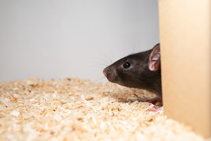 The experiment sheds light on the sophisticated sense of play in these tiny rodents and the complex mechanisms at work in their brains. (Reinhold, Sanguinetti-Scheck, Hartmann & Brecht/TNS)