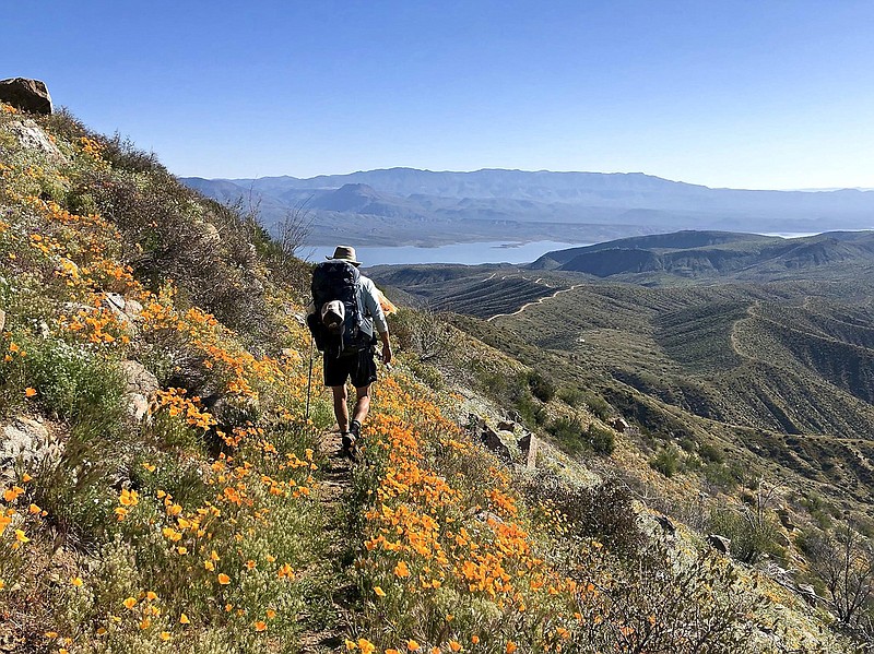 A backpacker traverses the Arizona Trail's Four Peaks passage, brightened by a profusion of spring wildflowers. Roosevelt Lake, pictured in the distance, is a popular resupply spot.