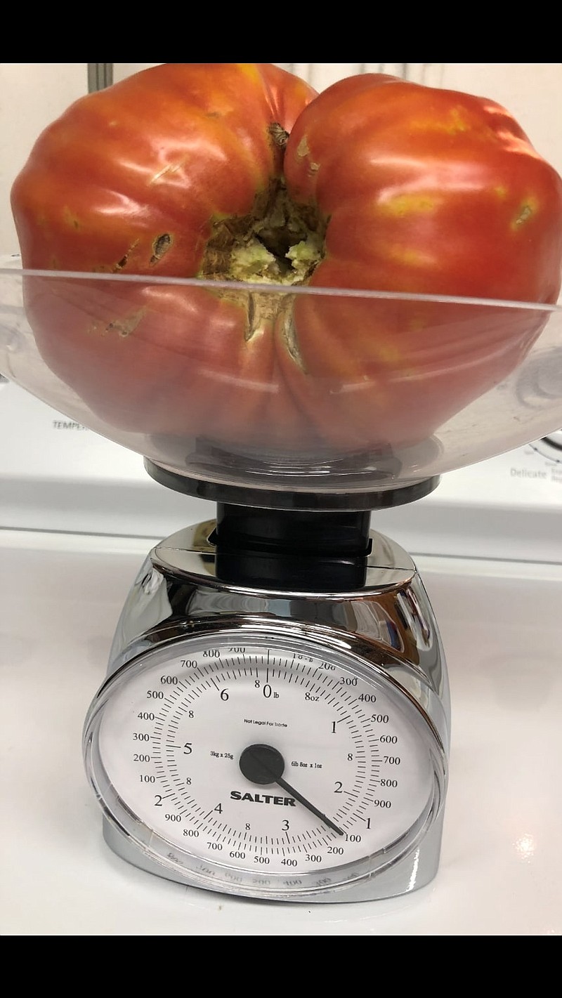 <p>Photo submitted by Sam Brizendine</p><p>This tomato weighing 2½ pounds was grown on an OxHeart plant.</p>