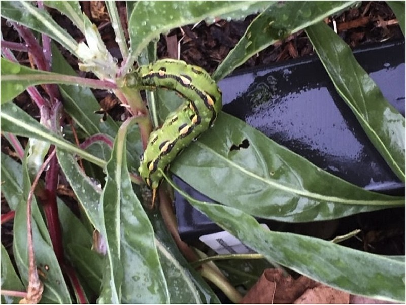 <p>Courtesy of Puri Wilson</p><p>This caterpillar is a hornworm (note yellow horn sticking out at downward side) which becomes the Whitelined Sphinx moth (Hyles lineata). Sphinx moths are often referred to as ‘hummingbird moths’, due to their characteristic flight.</p>