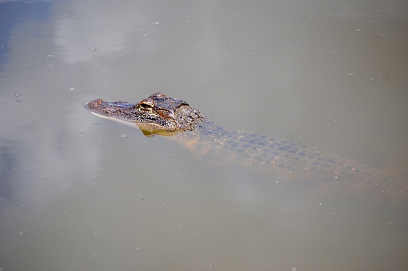 An alligator takes a break in the sun at Jungle Gardens on Avery Island, Louisiana. (Photo by Kate Stow)