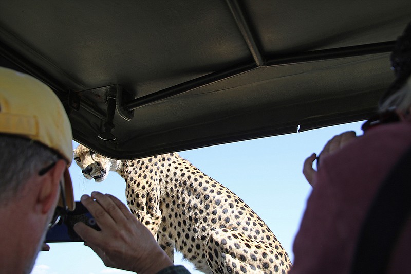 With just air between them, a cheetah eyeballs passengers after jumping onto their safari jeep in Serengeti National Park in Tanzania. (Norma Meyer/San Diego Union-Tribune/TNS)