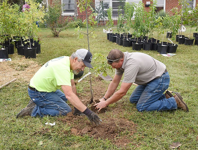 Ray Wallace, left, and Nathan Morfeld of Jefferson City's Parks, Recreation and Forestry Department plant one of two trees in a resident's yard Oct. 3, 2019. Volunteers from garden clubs assisted JC Parks and Missouri Department of Conservation employees in giving away several dozen trees to residents impacted by the May 22, 2019, tornado.