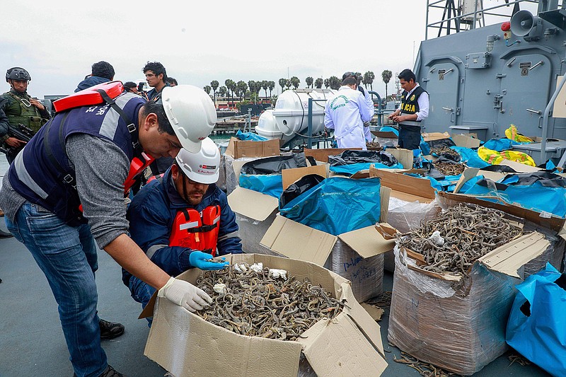In this Sept. 30, 2019 photo provided by the Peruvian Production Ministry, authorities inspect a shipment of seized dried seahorses in Callao, Peru. Authorities said that in an unprecedented operation, they detained a ship carrying 12.3 million dried seahorses with a $6 million export value. (Peruvian Production Ministry via AP)