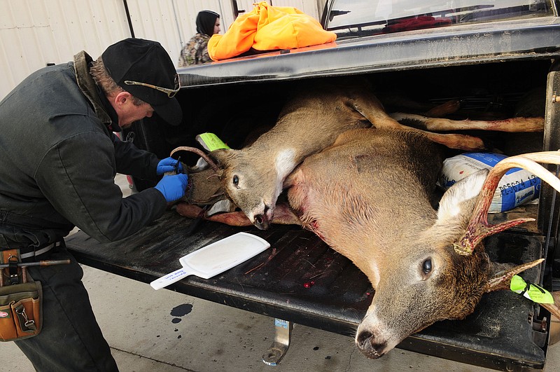 FILE - In this Nov. 17, 2012, file photo, Mike Zeckmeister, a biologist with the Wisconsin Department of Natural Resources, removes the lymph nodes from one of three deer in a hunter's pickup truck, in order to test them for chronic wasting disease, at a checkpoint in Shell Lake, Wis. "Zombie deer" may sound like something in a bad B-movie, but wildlife regulators say they're real and officials are working to keep them out of Nevada. The Las Vegas Sun reports the term relates to animals who have contracted chronic wasting disease, a highly contagious and terminal disorder that causes symptoms such as lack of fear of humans, lethargy and emaciation, and can decimate deer and elk populations. (Scott Takushi/Pioneer Press via AP, File)