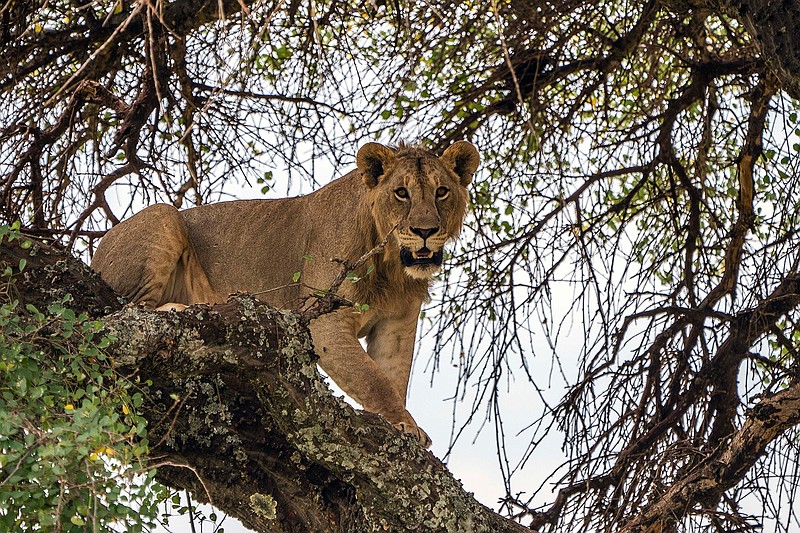  In this Sunday July 7, 2019 photo, a young lion climbs down a tree in Tanzania's Tarangire National Park. Within the boundaries of Tanzania's Tarangire National Park, lions sleep on open river banks and dangle from tree branches _ they are, after all, cats _ often ignoring the squadrons of open-top safari tour vehicles passing by. Here, they are mostly safe. But the protected area of the park is only a portion of the land that these lions and their prey depend upon. Large migratory animals range widely, and on the parched savannahs of eastern Africa, they mostly follow the rains. (AP Photo/Jerome Delay)