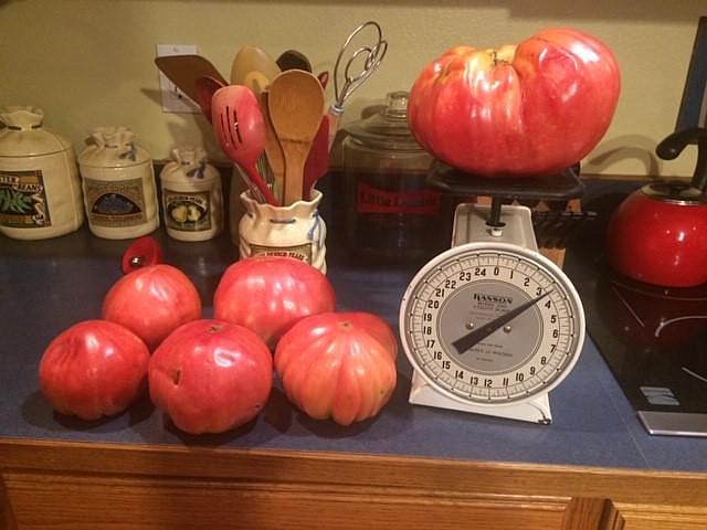 <p>Courtesy/Debbie Johnson </p><p>This tomato grown in Centertown weighed in at 3 pounds, 4 ounces.</p>