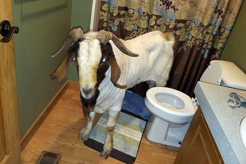 In this Friday, Oct. 4, 2019 photo, a goat stands in the bathroom of a home in Sullivan Township, Ohio. The goat named "Big Boy," who had escaped from a farm several miles away,  was found napping in the bathroom after it broke into the home by ramming through a sliding glass door. (Jenn Keathley via AP)