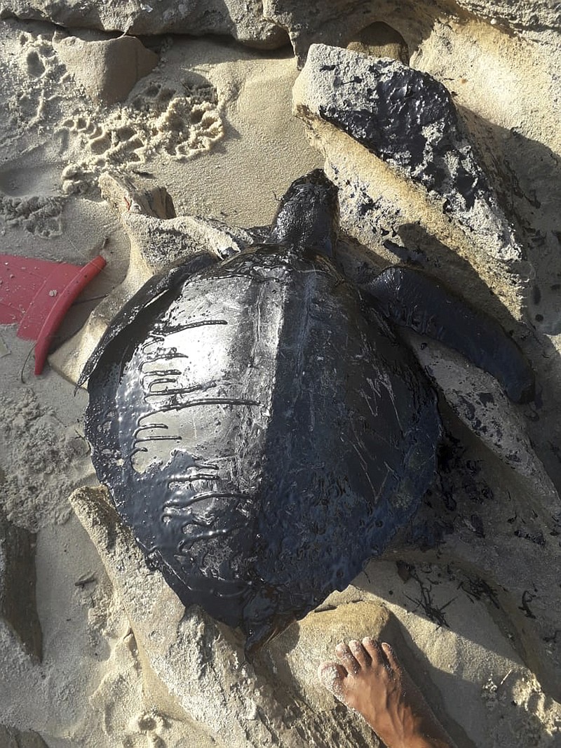 This Sept. 1, 2019 handout photo released by Instituto Verdeluz, shows the carcass of a turtle covered in oil on Sabiaguaba beach, in Fortaleza, Ceara state, Brazil. Brazil's main environmental agency said Thursday it has detected 105 crude oil spills from an undetermined source polluting the waters of the country's northeast coast this month. "So far there is no evidence of contamination of fish and crustaceans," the institute said, though it said the spills had killed seven sea turtles. (Instituto Verdeluz via Instituto Verdeluz)