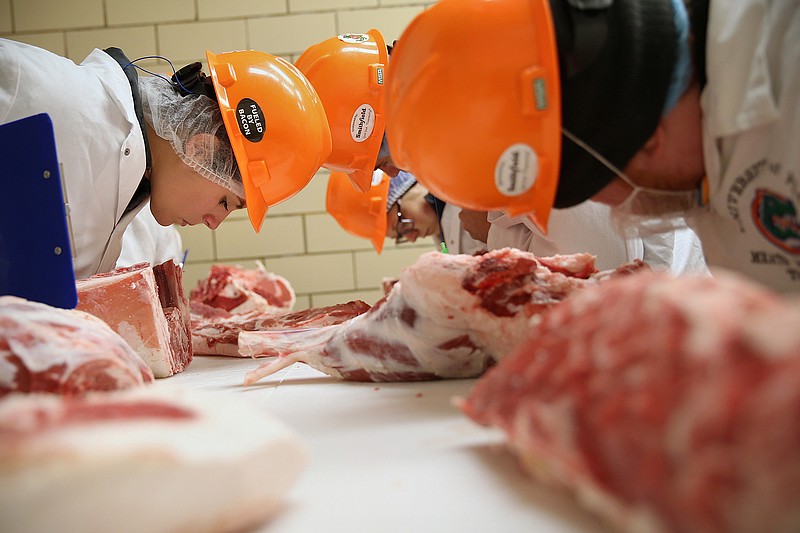 University of Florida meat judging team members, including senior Allison Conchiglia, left, practice judging specifications at Penn State University's meats lab in State College, Pa., on Friday, Sept. 27, 2019. Students were preparing for a meat judging competition in Wyalusing the following day. (Tim Tai/The Philadelphia Inquirer/TNS) 