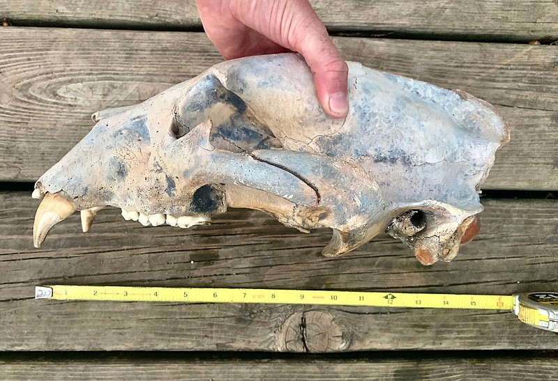 This Aug. 17, 2019, photo provided by the Kansas Dept of Wildlife, Parks & Tourism shows a partially fossilized bear skull in Rock, Kan. Two sisters found the partially fossilized bear skull while kayaking the Arkansas River in south-central Kansas. (Ashley Watt/Kansas Dept of Wildlife, Parks & Tourism via AP)