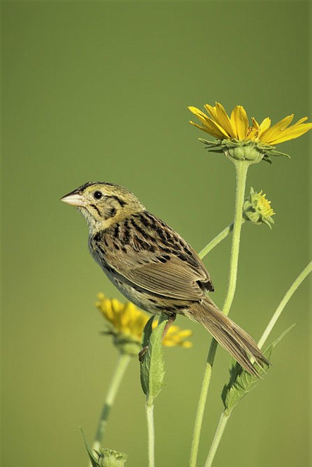 Henslow's sparrow perches during a summer month at Dunn Ranch near Eagleville, Missouri.