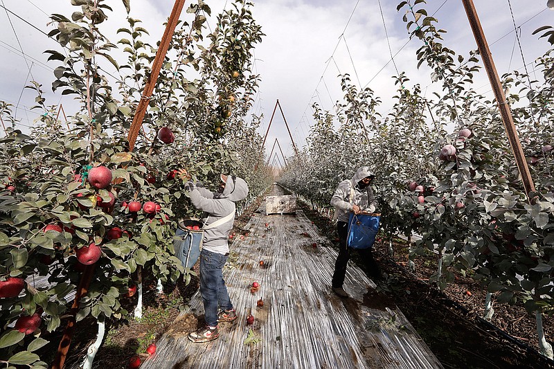 In this photo taken Tuesday, Oct. 15, 2019, workers Edilia Ortega, left, and Reynaldo Enriquez pick Cosmic Crisp apples, a new variety and the first-ever bred in Washington state, in an orchard in Wapato, Wash. The grayish coating on some of the trees and apples is from kaolin clay, used to protest the fruit from sunburn. The Cosmic Crisp, available beginning Dec. 1, is expected to be a game changer in the apple industry. Already, growers have planted 12 million Cosmic Crisp apple trees, a sign of confidence in the new variety. (AP Photo/Elaine Thompson)