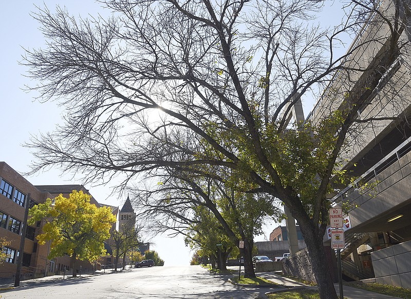 Several ash trees in Jefferson City will be cut down in the coming months, including these in the 100 block of Monroe Street. The trees have about a 40-year life expectancy and are near the end of their life cycle. 