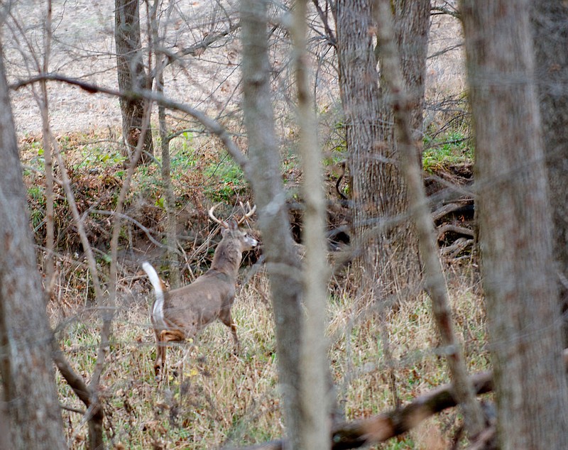 Whitetail deer use creeks and river bottoms as major travel corridors.