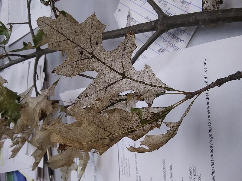 <p>Photo by Todd Lorenz</p><p>This shows typical damage to oak leaves by the oak skeletonizer, the caterpillar of a small moth (Bucculatrix ainsliella).</p>