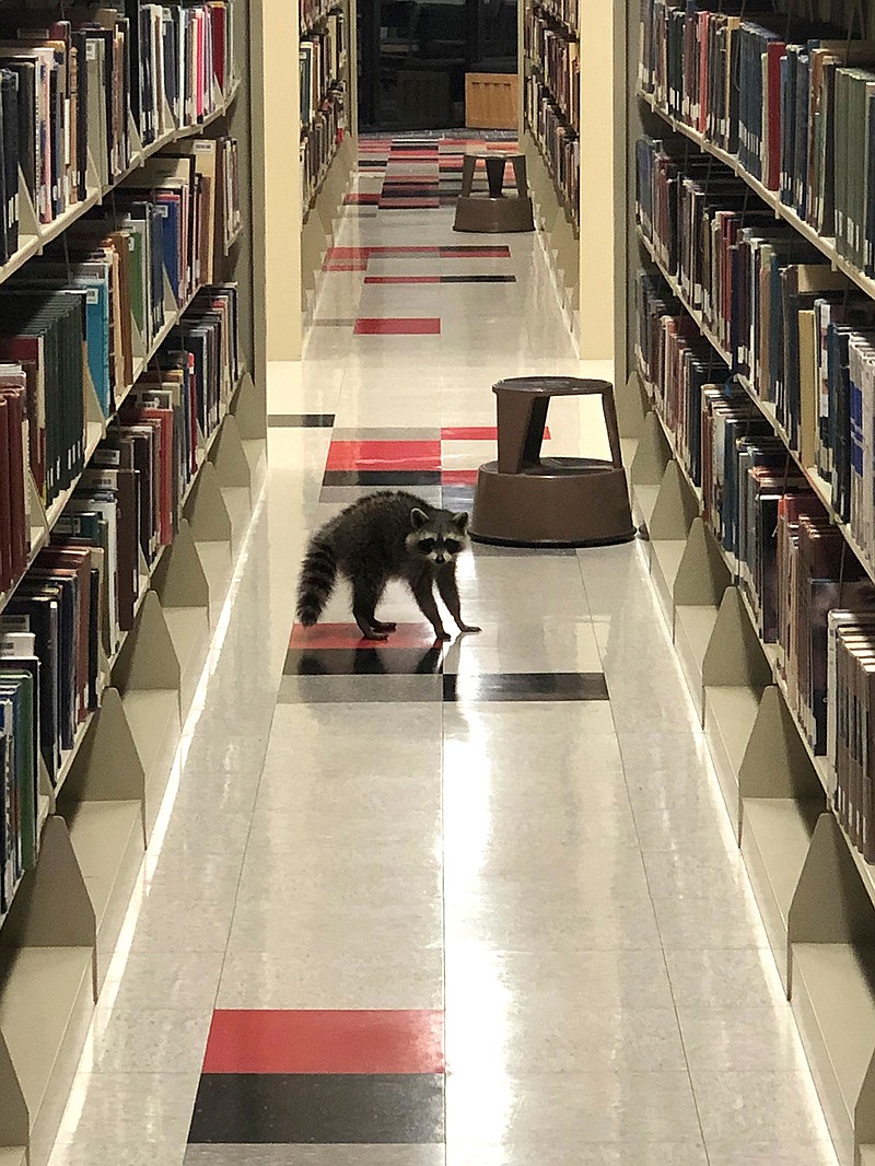 A raccoon walks between stacks of books Sunday at the Arkansas State University's Dean B. Ellis Library in Jonesboro, Ark. Clark, a math tutor and ASU alumnus, said he spotted at least two raccoons on the the third floor of the library while waiting for a student to arrive for a tutoring session.