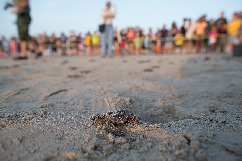  A Kemp's ridley sea turtle hatchling crawls across the beach at Padre Island National Seashore on June 16, 2016, as people watch during the fourth public sea turtle hatching release of 2016 in Texas. The critically endangered Kemp's ridley sea turtle had an offseason for nesting this year along Texas beaches, with 190 nests recorded in Texas. The Valley Morning Star reports the number, which covers a geographic area from the Bolivar Peninsula south to Boca Chica beach, was down from 250 nests logged last year and 353 in 2017. But this year's sharp drop-off in Kemp's ridley nesting in Mexico has set off yellow-flag alerts among scientists who track and study the species. 
