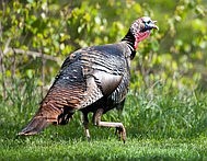 Preliminary data from MDC shows that hunters checked 1,952 turkeys during Missouri's fall 2019 firearms turkey season, Oct. 1-31.