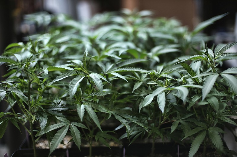 FILE - In this Aug. 15, 2019 file photo, marijuana grows at an indoor cannabis farm in Gardena, Calif. Like in other states before it, advocates of legalizing recreational marijuana use in Illinois want the law to look backward as well as forward. It conscientiously attempts to ensure that those who profit from growing and selling the weed have substantial representation from the mostly impoverished neighborhoods nailed the hardest by decades of drug crackdowns. (AP Photo/Richard Vogel, File)