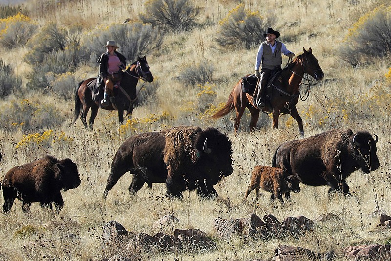 Time ticks away at wild bison genetic diversity | Some small herds in ...