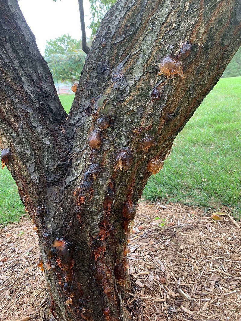 <p>Photo by Jim Hagenhoff</p><p>The oozing sap from this plum tree trunk is the classic symptom of damage from the lesser peach tree borer. It is coming out of the holes created by the borers.</p>