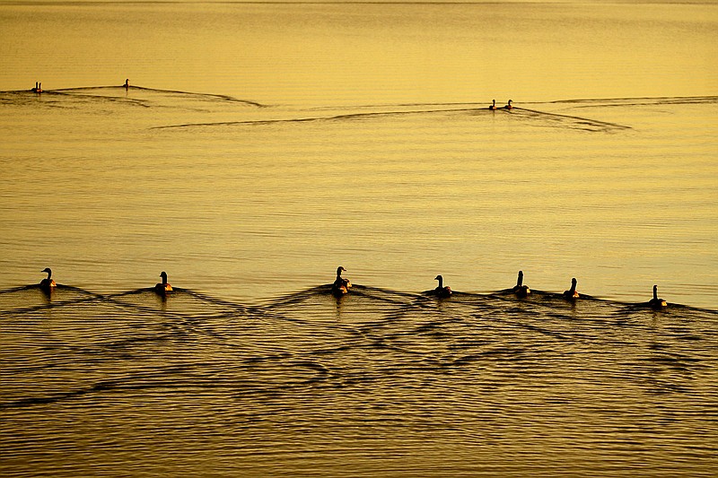 Canada geese swim on a prairie pothole near Lake City, S.D., on Saturday, June 22, 2019. Despite their mind-boggling numbers _ several million potholes are spread across a region that covers portions of five states and three Canadian provinces_ these wetlands are steadily blinking out. One by one, they're being drained or plowed under. (AP Photo/Charlie Riedel)