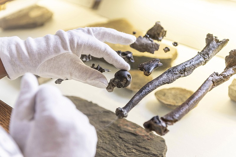 A man holds bones of the previously unknown primate species Danuvius guggenmosi in his hand in Tuebingen, Oct.17, 2019. Palaeontologists have discovered fossils in southern Germany that shed new light on the development of the upright corridor. (AP Photo/Christoph Jaeckle)