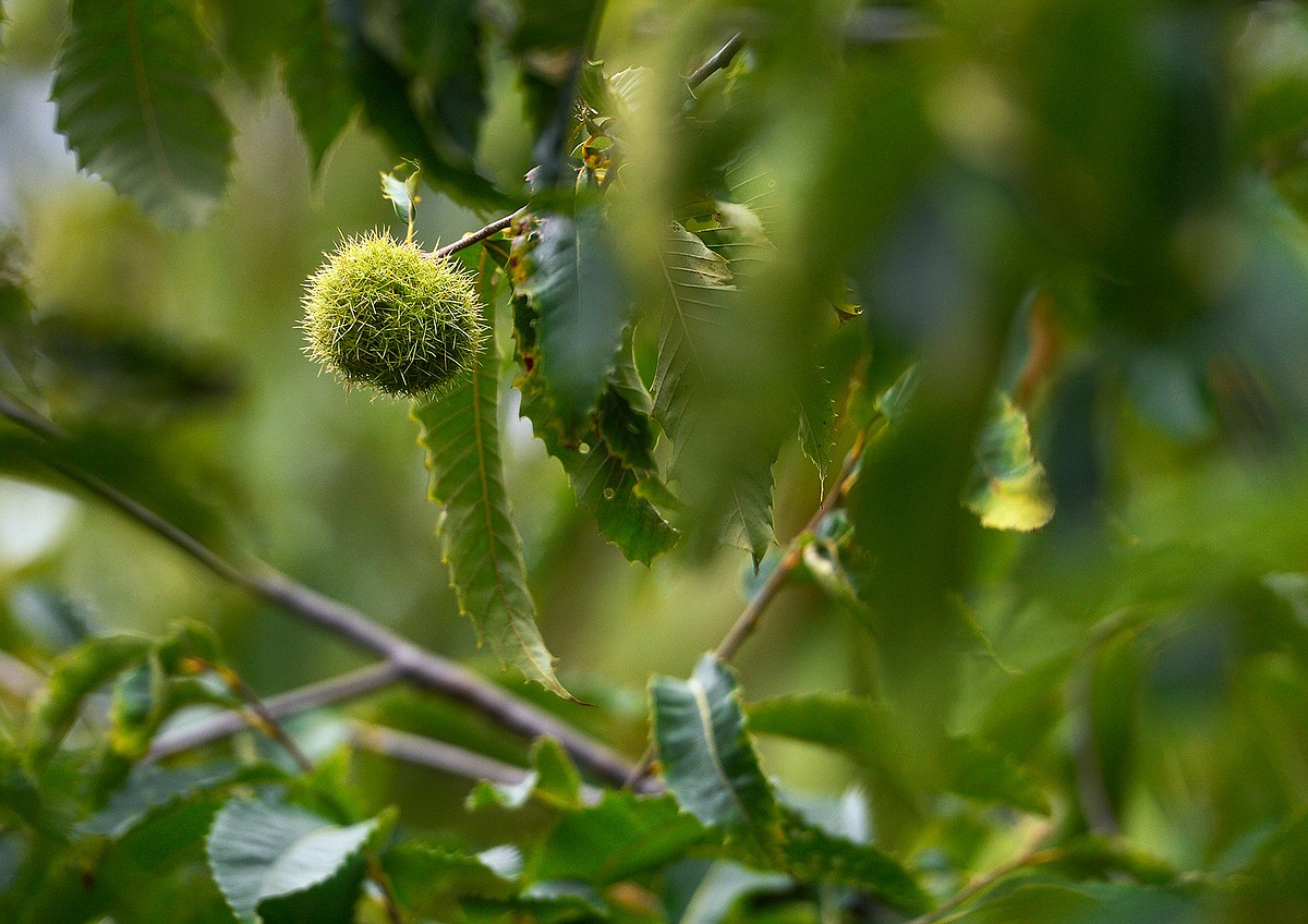 U.S. to consider genetically altered chestnut tree | Texarkana Gazette