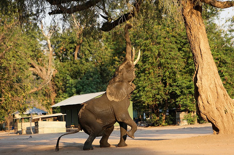 In this Oct, 27, 2019, photo, an elephant feeds on leaves from a tree in Mana Pools National Park, Zimbabwe. Wardens and wildlife lovers are trucking in food to help the distressed animals. (AP Photo/Tsvangirayi Mukwazhi)