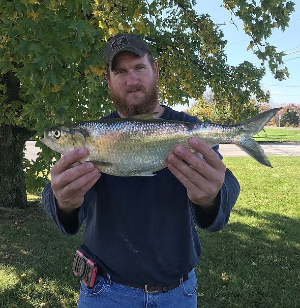 Bryant Rackers, of Bonnots Mill, tied the state record for skipjack herring when he caught this 3-pound fish from the Osage River on Oct. 27, 2019.