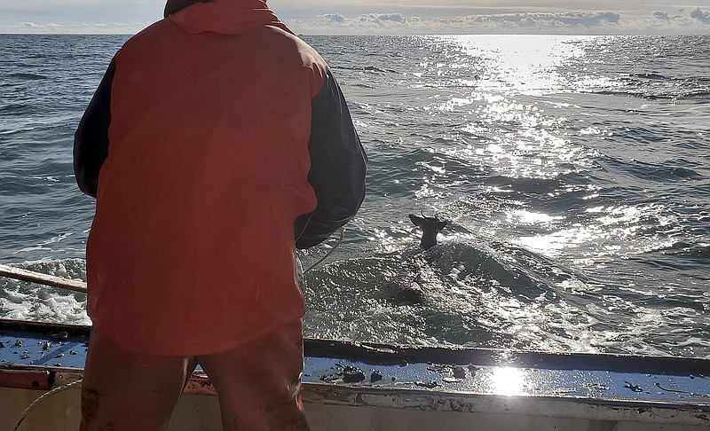 In this Monday, Nov. 4, 2019, photo provided by Jared Thaxter, a deer bobs in the ocean five miles off shore from Harrington, Maine. Lobsterman Ren Dorr and his crew hauled the 100-pound buck aboard. The deer was returned to shore and released in Harrington. (Jared Thaxter via AP)
