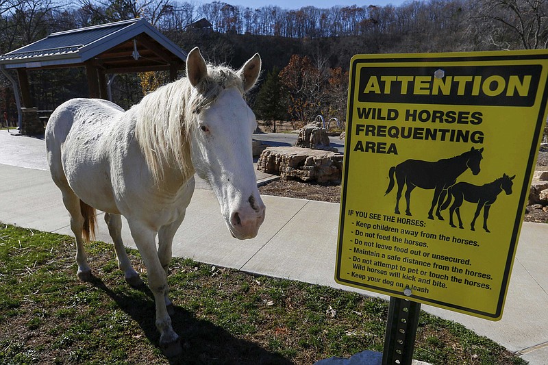 In this Thursday, Nov. 16, 2017 photo, A wild horse stands near a sign warning of wild horses frequenting the area at Echo Bluff State Park in Eminence, Mo. A herd of seven wild horses that were causing problems at Missouri state park have been rounded up and adopted by Missouri horse lovers, Thursday, Nov. 7, 2019. (Nathan Papes/The Springfield News-Leader via AP)